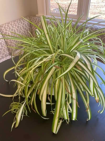 Photo of free Spider plant and other aloes (Mountain Lakes) #1