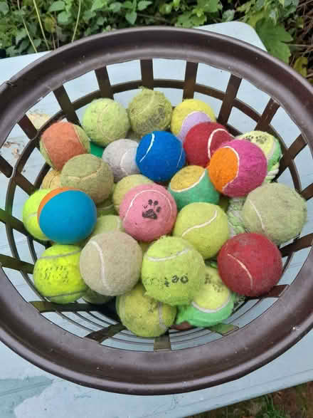 Photo of free Large Selection of Dog Balls (DA1) #1
