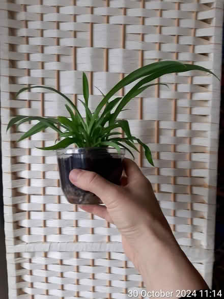 Photo of free 'Ocean' 🌊 spider plant (Edgwarebury Lane) #2