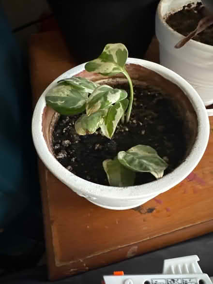 Photo of free House plant potted (Mississauga road and wanless) #1