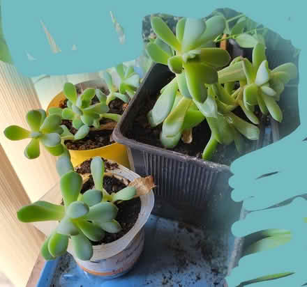 Photo of free 1 Succulent (Riverside South) #1