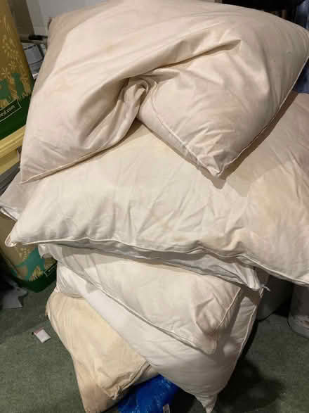 Photo of free Very old pillows—maybe for insulation, removals? (Stainton CA11) #1