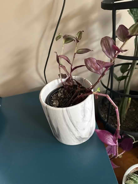 Photo of free House plant (Mississauga road and wanless) #1