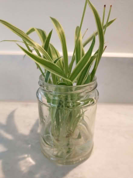 Photo of free Bunch of spider plants, rooted in water, ready to plant (Caversham Heights RG4) #1