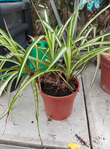 Photo of free Cactus and spider plant (waterlooville) #2