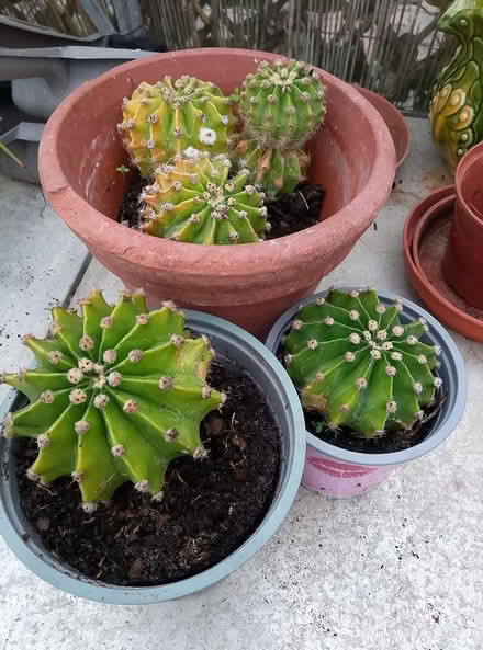 Photo of free Cactus and spider plant (waterlooville) #1