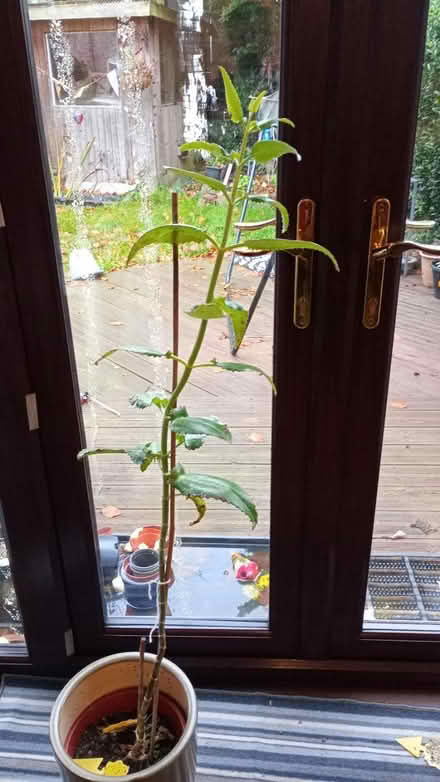 Photo of free Large plant (M21 chorlton) #1