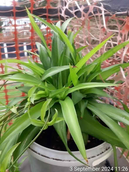 Photo of free 'Ocean' 🌊 spider plant (Edgwarebury Lane) #3