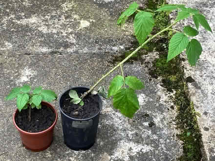 Photo of free Raspberry plants (Brixton Hill SW2) #1