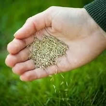 Photo of turf or seed (Swindon SN3) #1