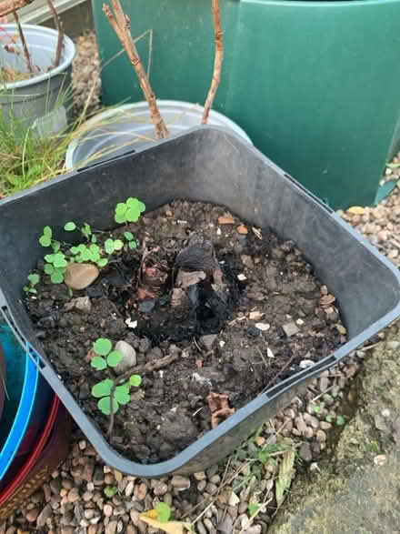 Photo of free Rhubarb crown (Malvern Link WR14) #1