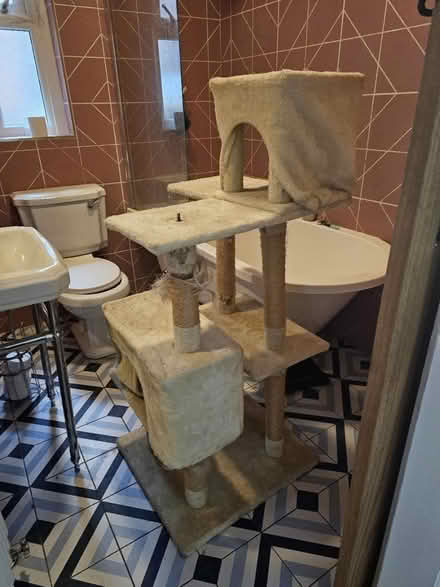 Photo of free Scratch tree, tall (Finchley N32) #2