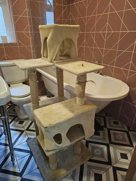 Photo of free Scratch tree, tall (Finchley N32) #3