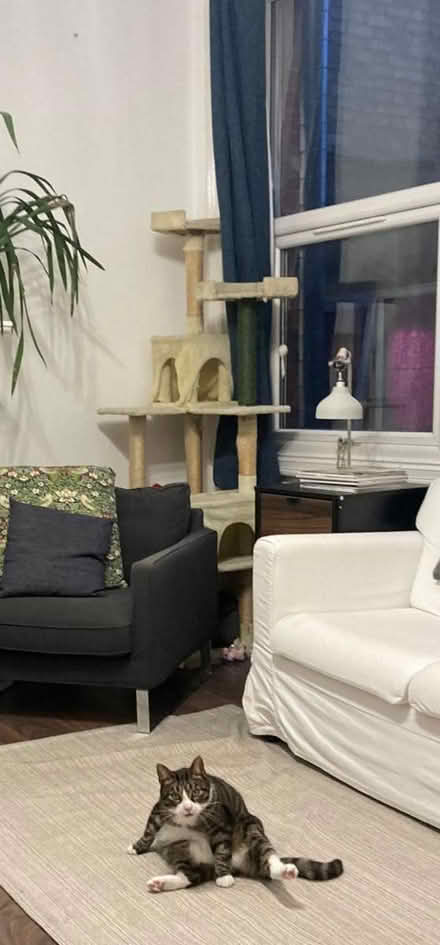 Photo of free Scratch tree, tall (Finchley N32) #1