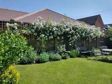Photo of free Rambling Rose for Garden (Baldock - near centre. SG7) #1