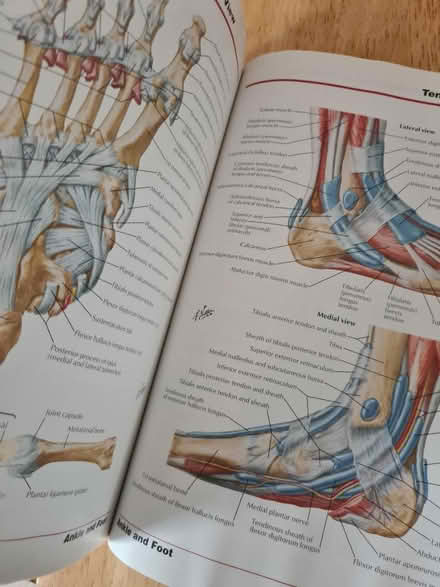 Photo of free Atlas of human anatomy (S18 2ly) #4