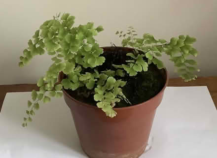 Photo of free Small Maidenhair fern (Malvern Wells WR14) #1