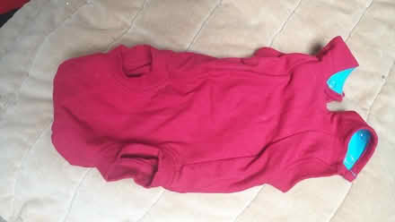 Photo of free post-surgery kitten suit (Hove Green BN3) #1