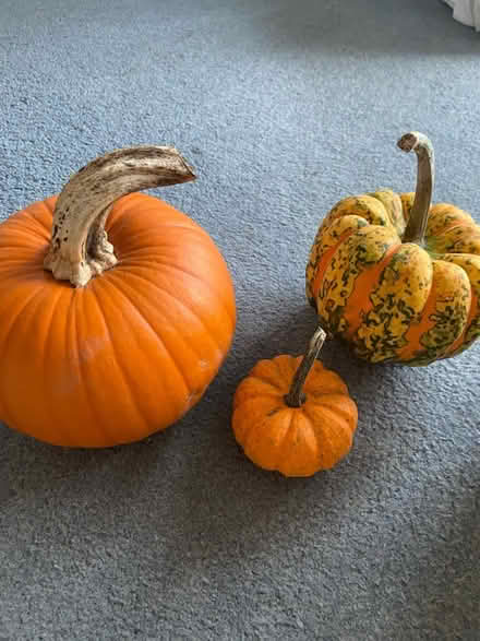 Photo of free Pumpkins (Chingford E4) #1