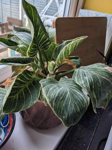 Photo of free Poorly philodendron (Fareham PO15) #1