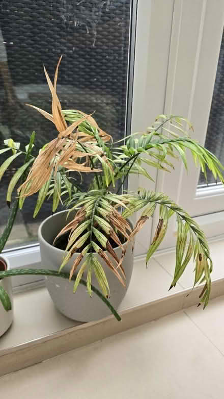 Photo of free Palm plant (E15 Stratford/Plaistow) #1