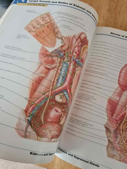 Photo of free Atlas of human anatomy (S18 2ly) #3