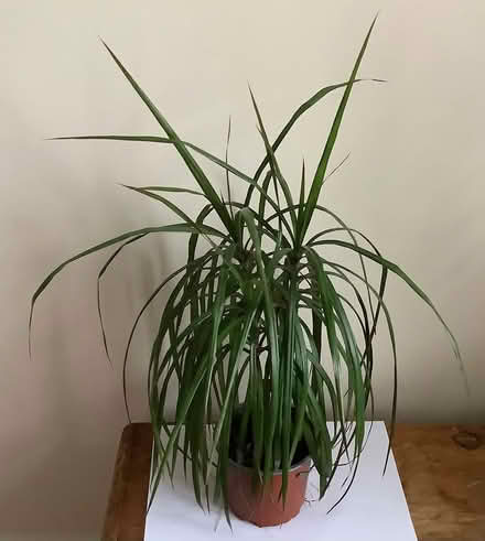 Photo of free Dracaena marginata (Malvern Wells WR14) #1