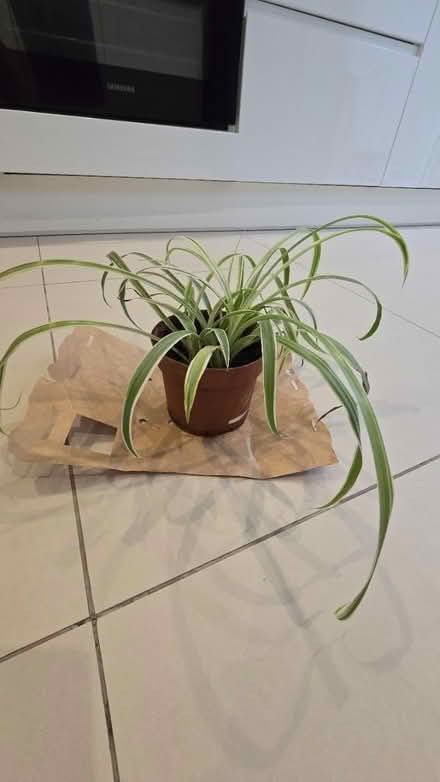 Photo of free Small spider plant (E15 Stratford/Plaistow) #1