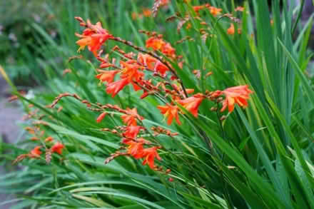 Photo of free plants, orange Crocosmia (Tonbridge TN10) #1