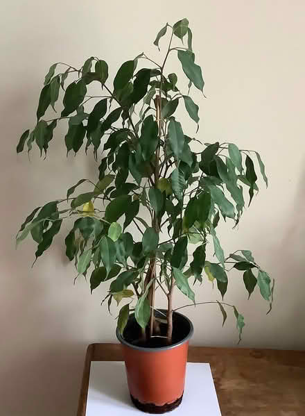 Photo of free Weeping fig - Ficus benjamina (Malvern Wells WR14) #1