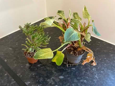 Photo of free Two plants that need love (Nightingale Lane, SW12) #1