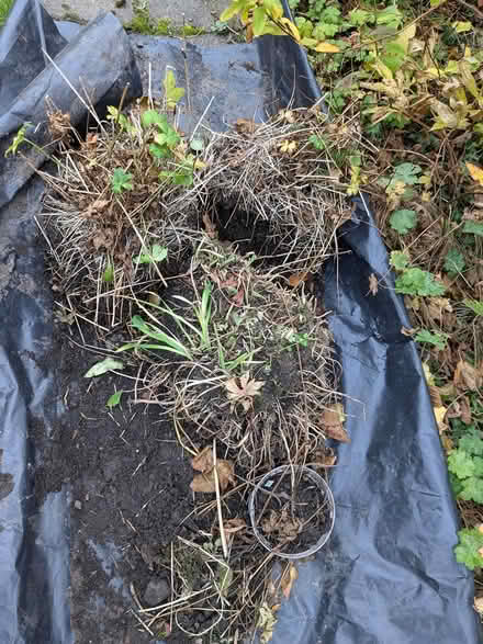 Photo of free Garden plants (Edinburgh EH7) #1