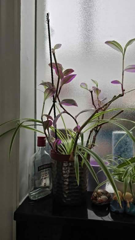 Photo of free Plant (E15 Stratford/Plaistow) #1