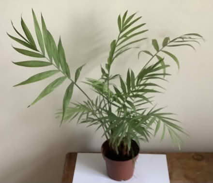 Photo of free Parlour palm (Malvern Wells WR14) #1