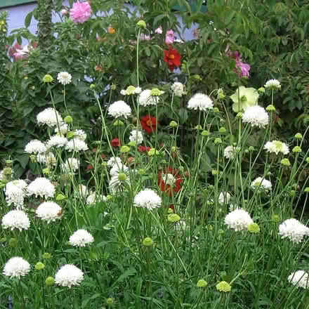 Photo of free plants. White scabiosa (Tonbridge TN10) #1