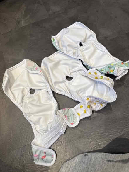 Photo of free Medium dog nappies (Moortown ls17) #2