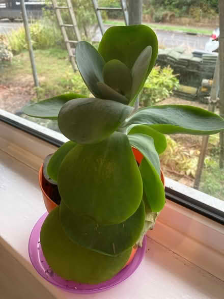 Photo of free Plant (Rusthall TN4) #1