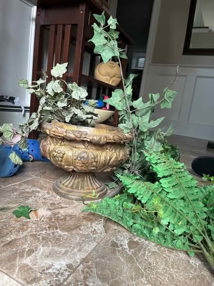 Photo of free Ivy tree and decorative planter (Wayland (near Claypit Hill)) #2