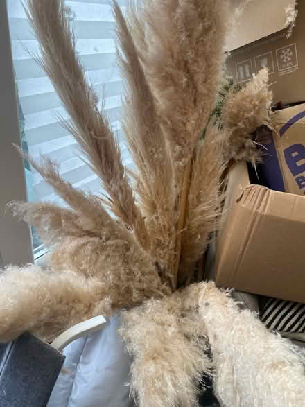 Photo of free Pampas grass (Denton) #1