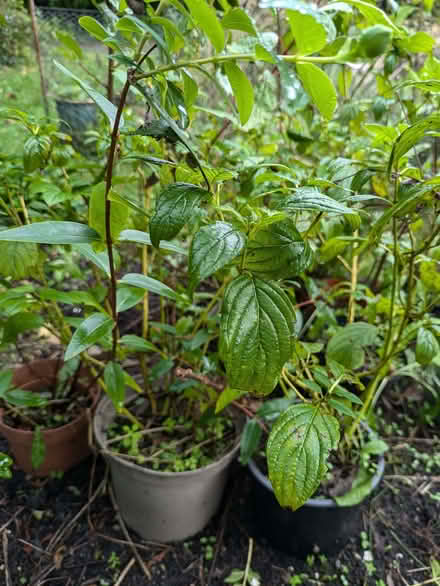 Photo of free Yellow dogwood (Bradford on Avon BA15) #1