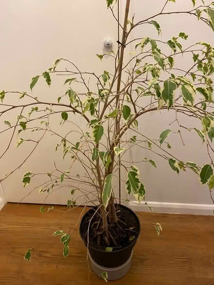 Photo of free House plant (Bh235bl) #2