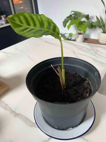 Photo of free Young Calatbea Zebrina Houseplant (Winkfield Row RG42) #1