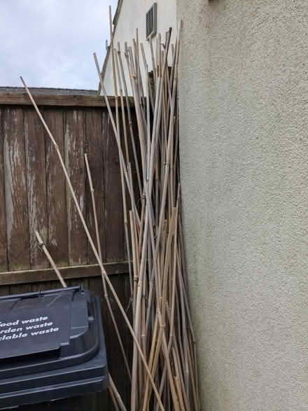 Photo of free Bamboo canes (Brentford TW80NP) #1
