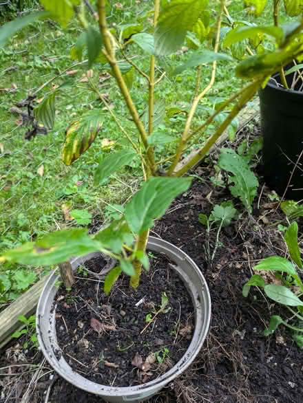 Photo of free Yellow dogwood (Bradford on Avon BA15) #2
