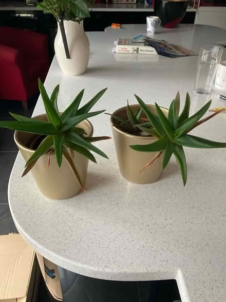 Photo of free Succulents (Haworthia) (Near Cameron Toll EH16) #1