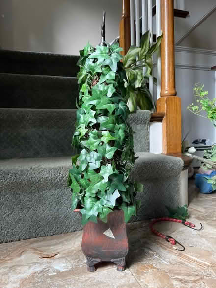 Photo of free Ivy tree and decorative planter (Wayland (near Claypit Hill)) #1