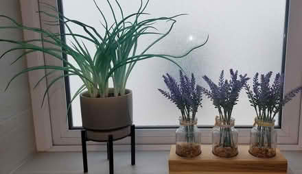 Photo of free Artificial plants (Ballincollig) #1