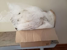 Photo of free tulle for creative Halloween use (eastside Geneva) #1