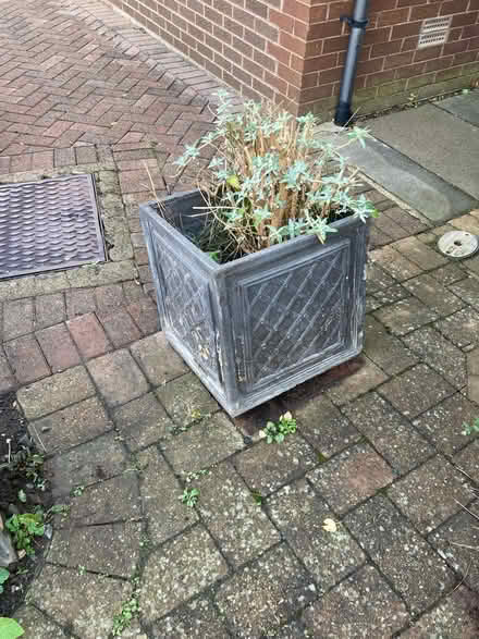 Photo of free 3 x large buddleia shrubs in pots (Near Cameron Toll EH16) #1