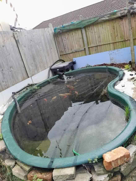 Photo of free 11ft x 7ft pond (Hoddesdon) #1